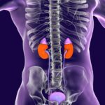 kidney