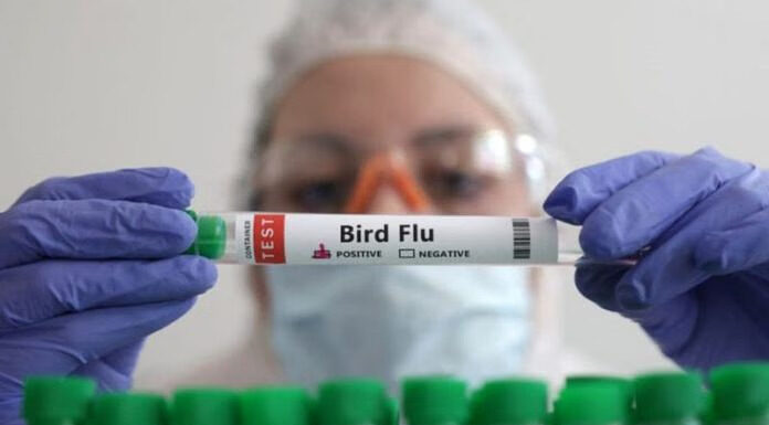 അമേരിക്കയിലെ ഡയറി ഫാമുകളിൽ H5N1 പക്ഷിപ്പനി വ്യാപിക്കുന്നു