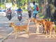 വീണ്ടും തെരുവുനായ ആക്രമണം