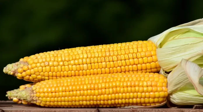 ചോളം ഭക്ഷണത്തില് ഉള്പ്പെടുത്തിയാല്